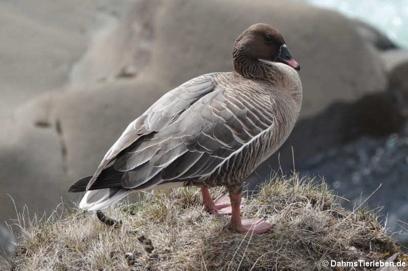 Anser brachyrhynchus