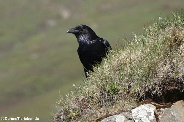 Corvus corax varius