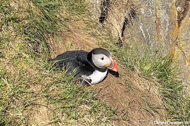 Fratercula arctica