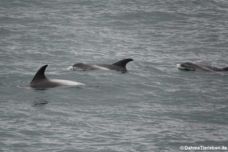 Lagenorhynchus albirostris