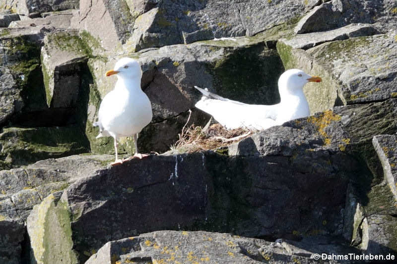 Larus argentatus argenteus