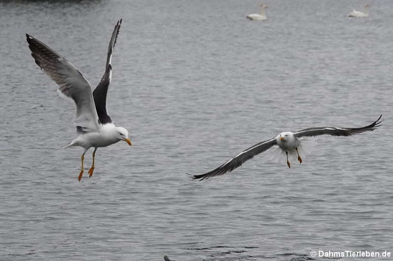 Larus fuscus graellsii