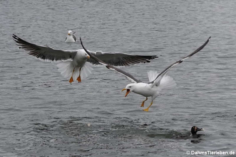 Larus fuscus graellsii