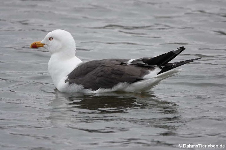 Larus fuscus graellsii