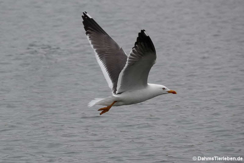 Larus fuscus graellsii