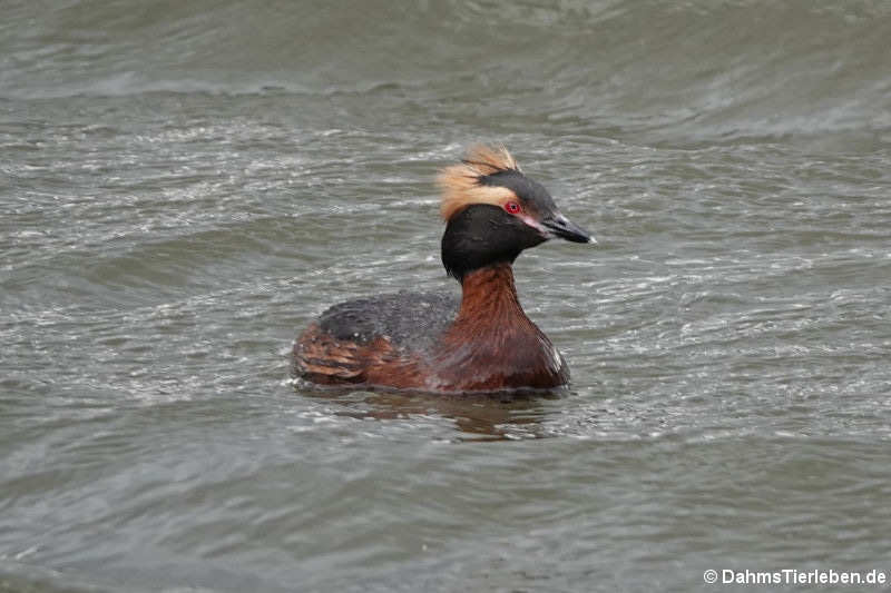 Podiceps auritus auritus