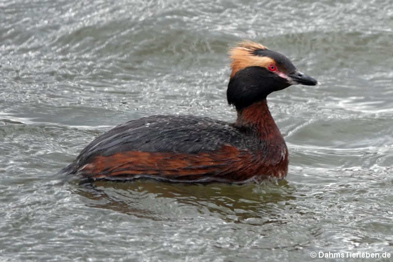 Podiceps auritus auritus