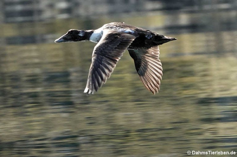 Somateria mollissima borealis