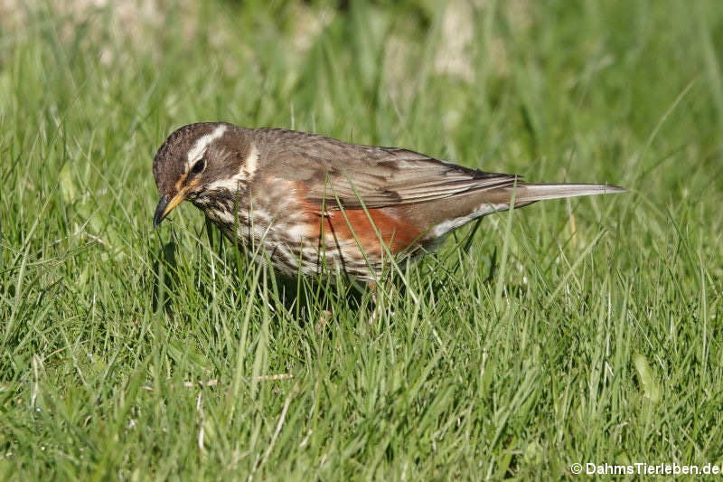 Turdus iliacus coburni