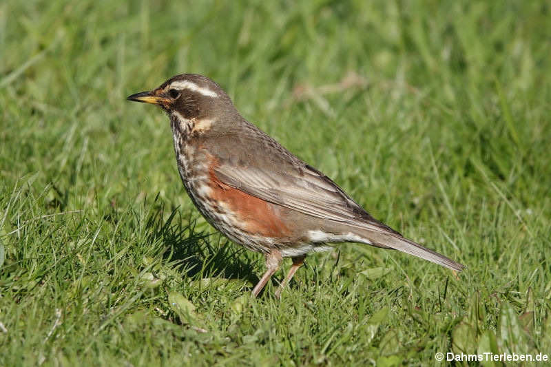 Turdus iliacus coburni