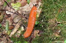 Rote Wegschnecke (Arion rufus) am Kalscheurer Weiher in Köln