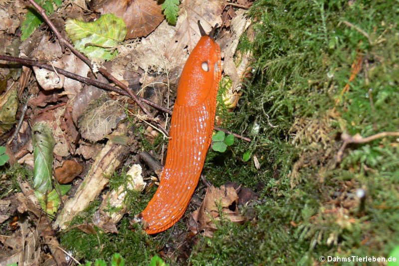 Rote Wegschnecke (Arion rufus)