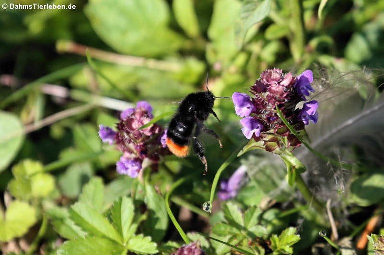 Bombus lapidarius