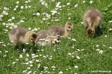 Junge Kanadagänse (Branta canadensis) am Kalscheurer Weiher in Köln