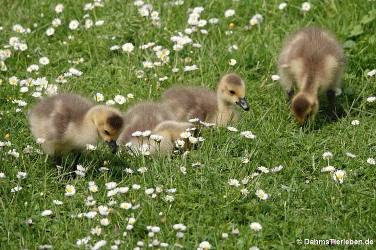 Branta canadensis