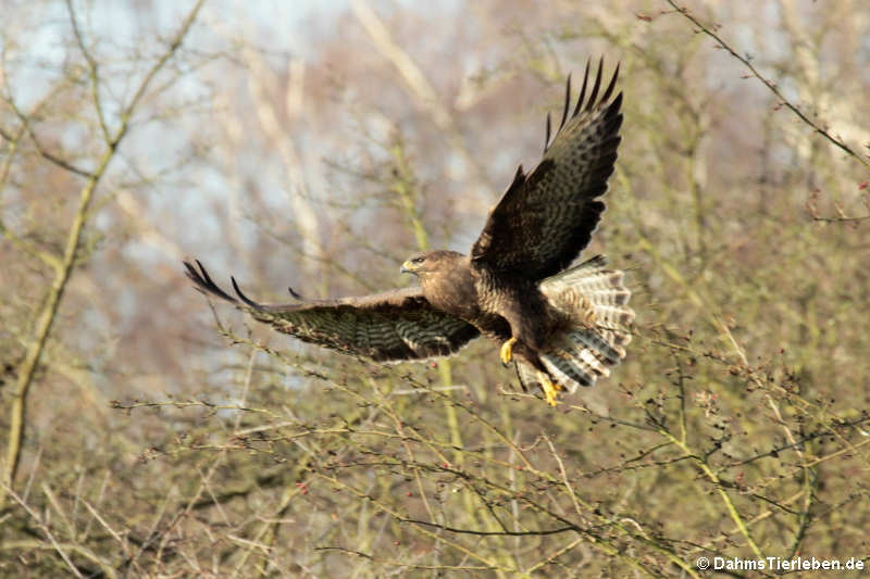 Mäusebussard (Buteo buteo buteo)