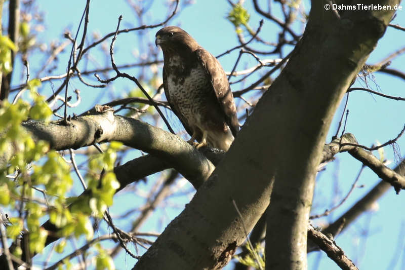 Mäusebussard (Buteo buteo buteo)