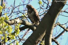 Mäusebussard (Buteo buteo buteo) am Kalscheurer Weiher in Köln