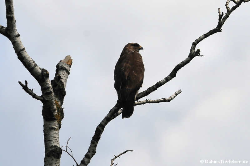 Mäusebussard (Buteo buteo buteo)