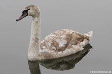 Junger Höckerschwan (Cygnus olor) am Kalscheurer Weiher in Köln