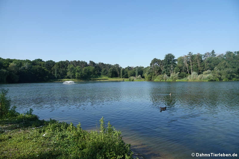 Kalscheurer Weiher-2