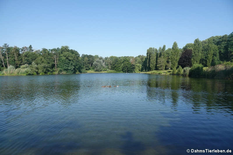 Kalscheurer Weiher