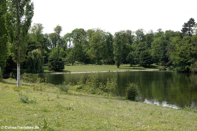 Kalscheurer Weiher-4