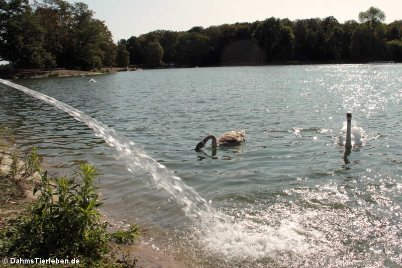 Kalscheurer Weiher