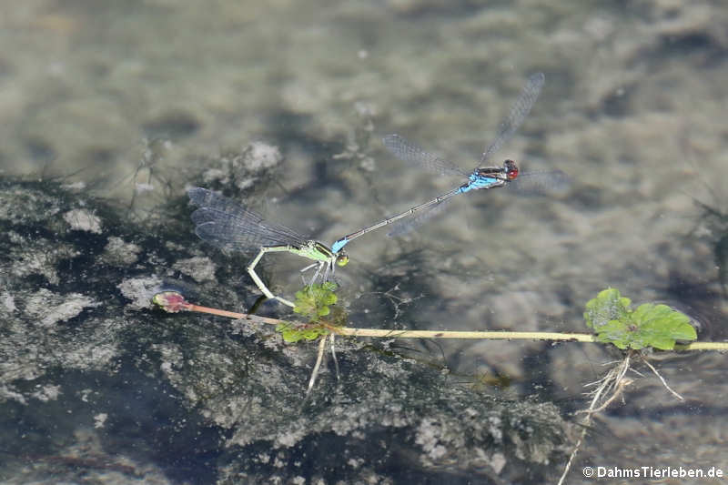 Kleines Granatauge (Erythromma viridulum)