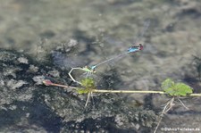 Kleine Granataugen (Erythromma viridulum) am Kalscheurer Weiher in Köln