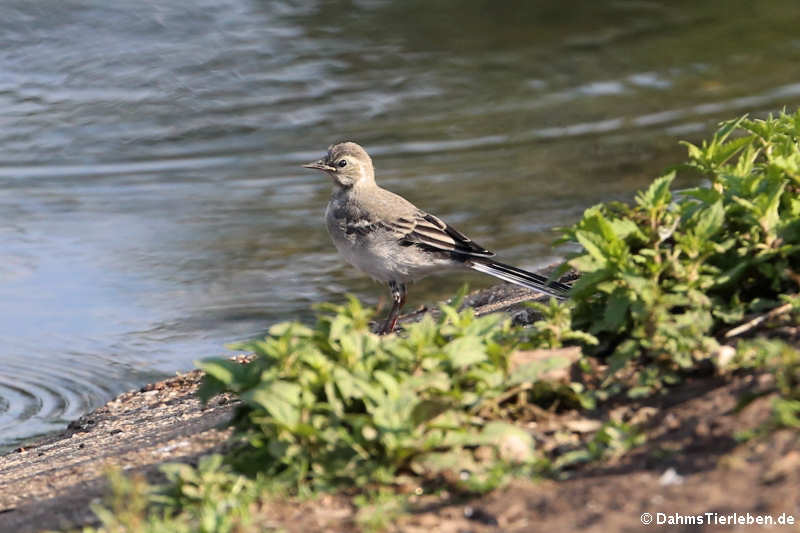 Bachstelze (Motacilla alba alba)