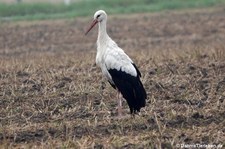 Weißstorch (Ciconia ciconia) in Köln-Rondorf