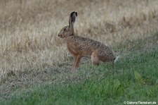 Feldhase (Lepus europaeus) in Köln-Rondorf