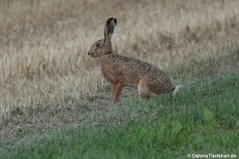 Lepus europaeus