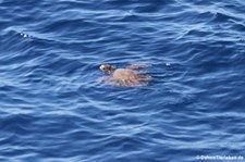 Unechte Karettschildkröte (Caretta caretta) vor La Gomera