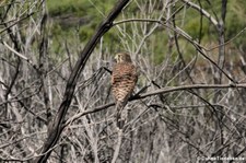 Kanaren-Turmfalke (Falco tinnunculus canariensis) auf La Gomera