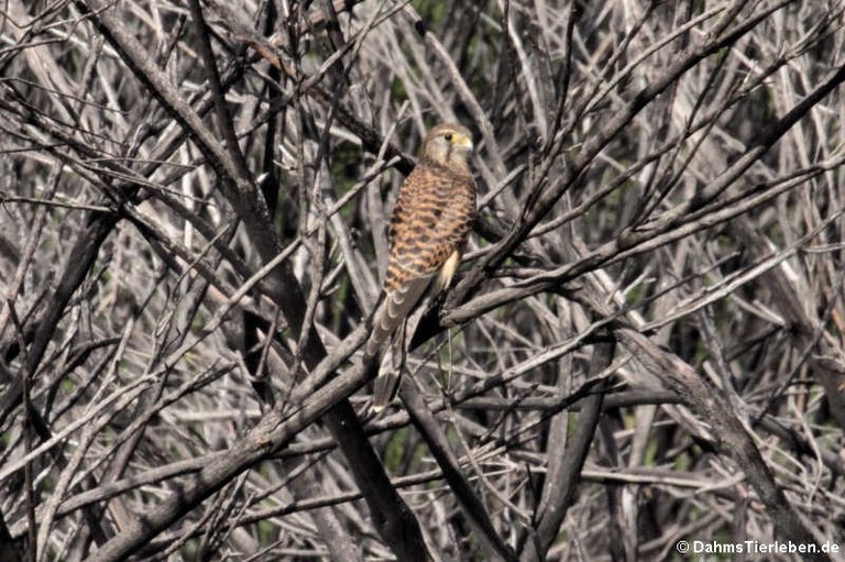 Falco tinnunculus canariensis