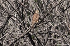 Kanaren-Turmfalke (Falco tinnunculus canariensis) auf La Gomera