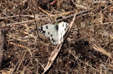 Westlicher Resedaweißling (Pontia daplidice) auf La Gomera