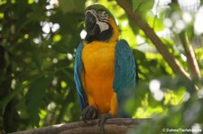 Gelbbrustara (Ara ararauna) auf St. Lucia