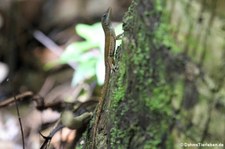 Watts-Anolis (Anolis wattsi), vermutlich männlich, auf St. Lucia