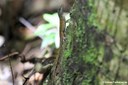 Anolis wattsi