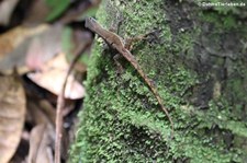 Weiblicher Watts-Anolis (Anolis wattsi) auf St. Lucia