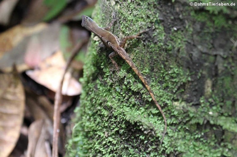 Anolis wattsi