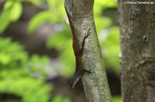 Watts-Anolis (Anolis wattsi) auf St. Lucia