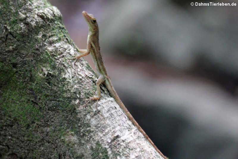 Anolis wattsi-5