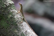 Watts-Anolis (Anolis wattsi) auf St. Lucia