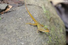 Männlicher Watts-Anolis (Anolis wattsi) auf St. Lucia