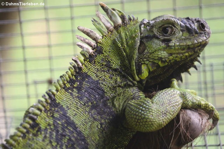 St. Lucia Iguana