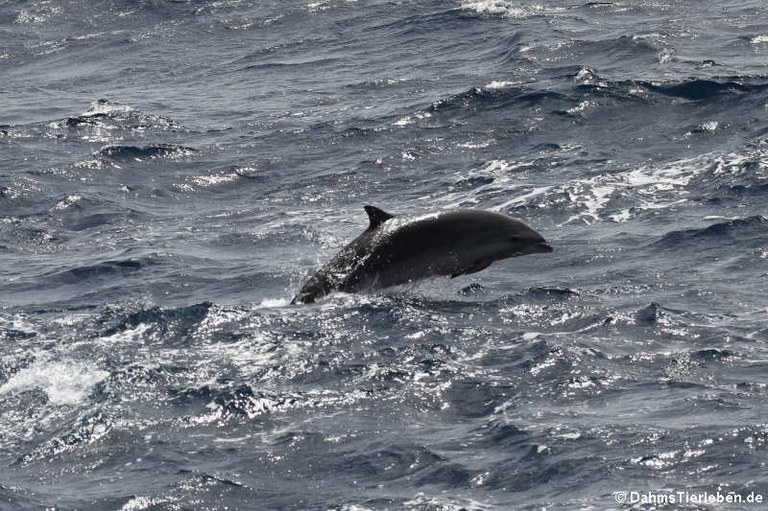 Tursiops truncatus